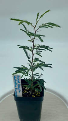 Sweet Acacia Starter Plant Vachellia Farnesiana - Amazing Fragrance Fills Yard!