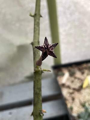 Ceropegia Stapeliformis in 4.5" Pot HUGE! Blooming Size! VERY RARE!