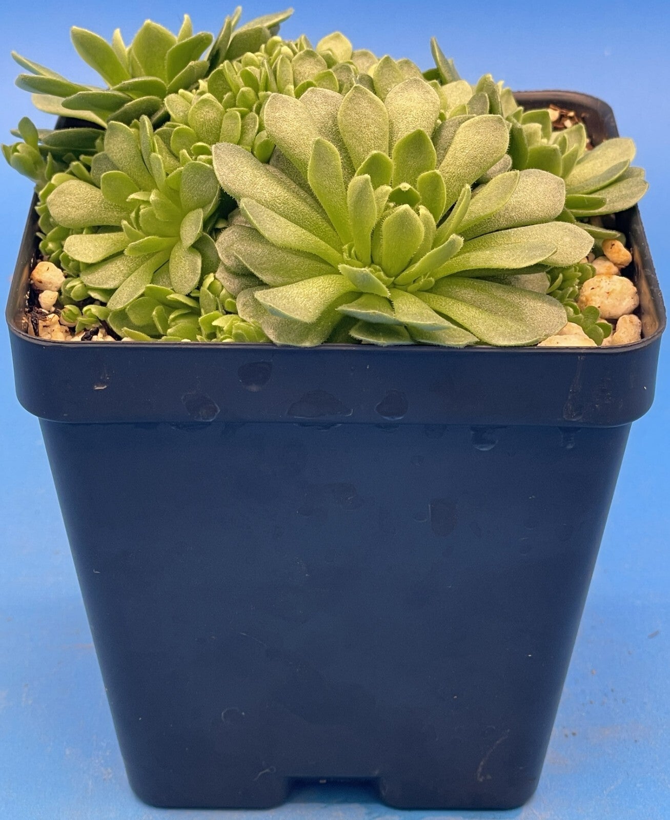 Turkish Stonecrop - RARE - Prometheum Muratdaghense - Ships in 3.5” pot (1)