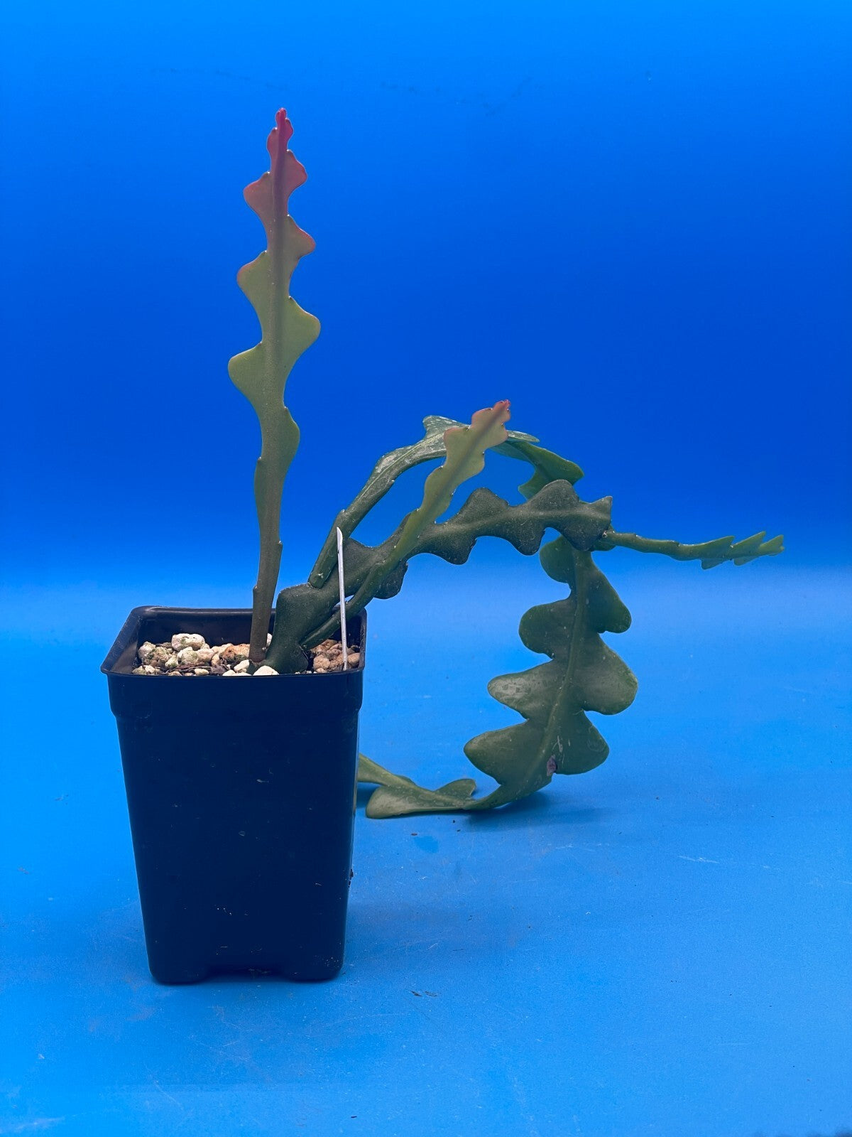 Epiphyllum Ric-Rac - Epiphyllum Anguliger - Fully Rooted In 3" Starter Pot
