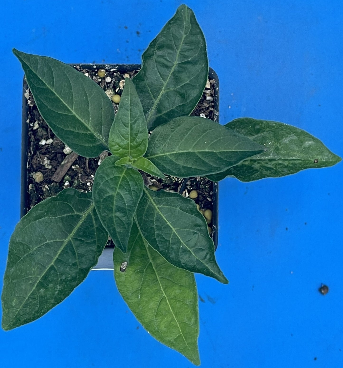 Tabasco Pepper Live 3" Starter Plant - Capsicum Chinense