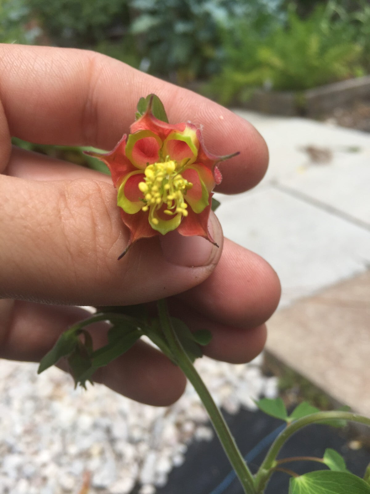 Eastern Red Columbine Live Plant 3" Starter Pot - Aquilegia Canadensis