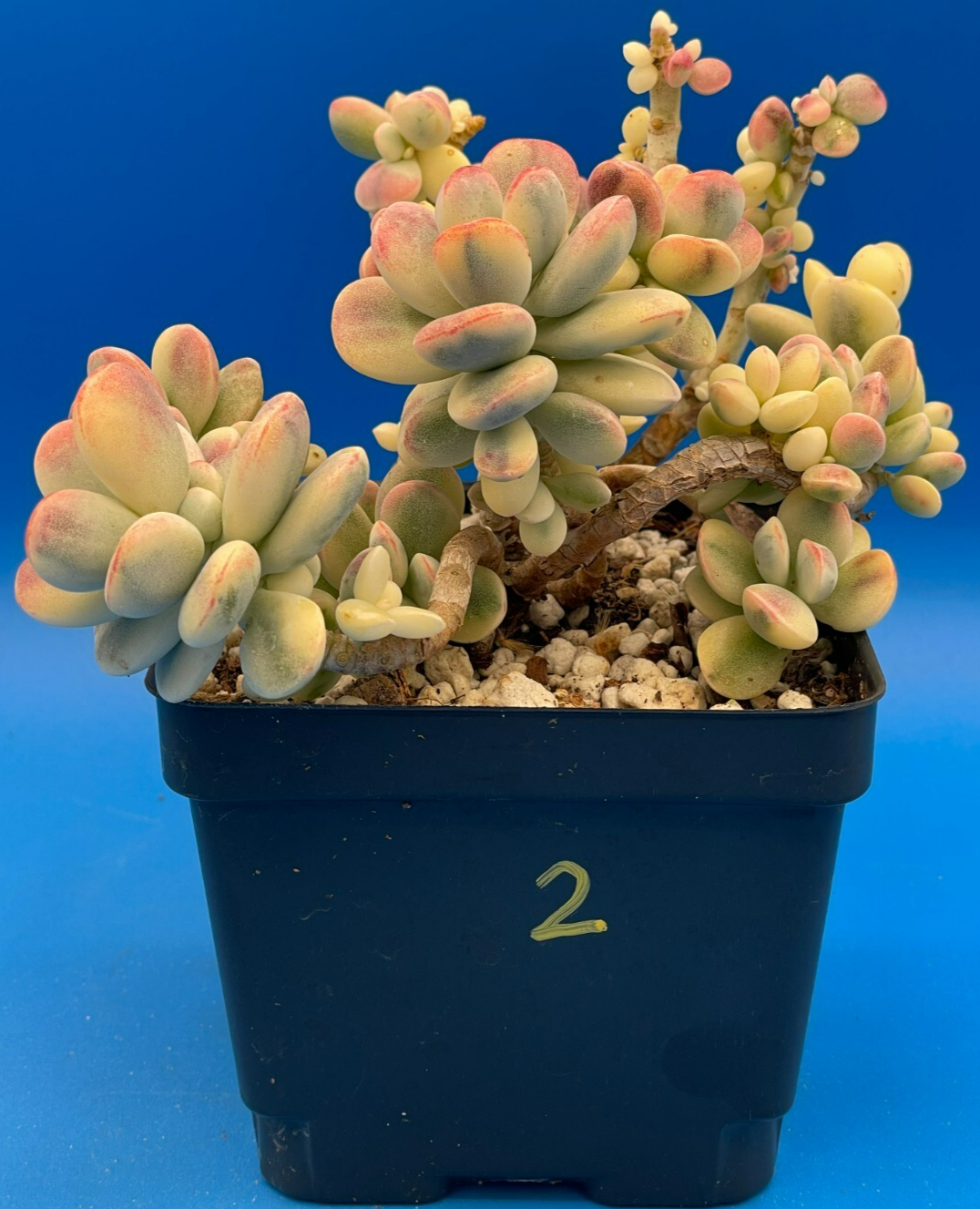 Cotyledon Orbiculata Var Oophylla f. Variegata! EXACT PLANT! Rare! 4.5" Pot (2)