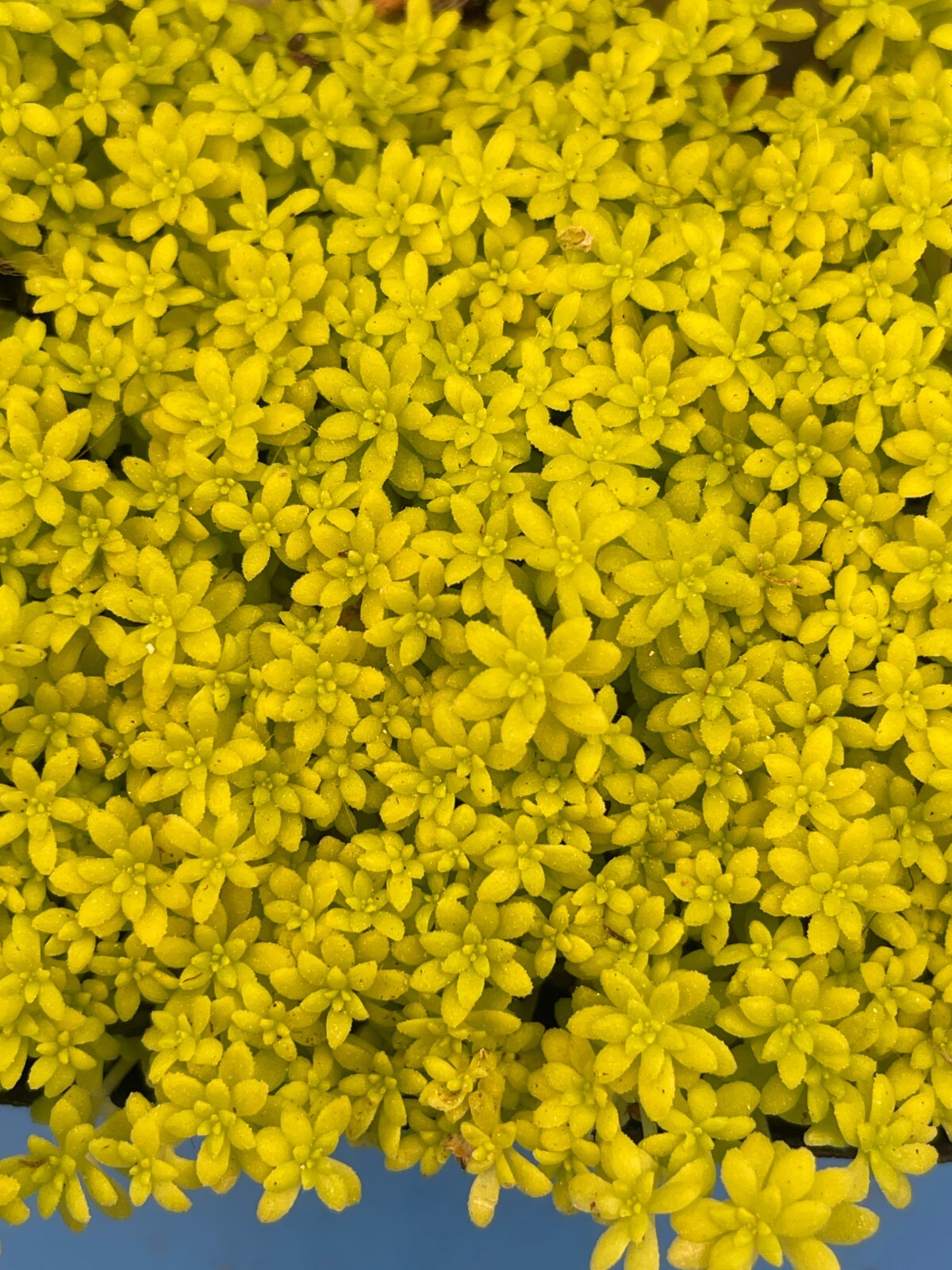 Sedum Gold Moss - Ships in 3” pot - Rock Gardens, Hanging Baskets, Ground Cover