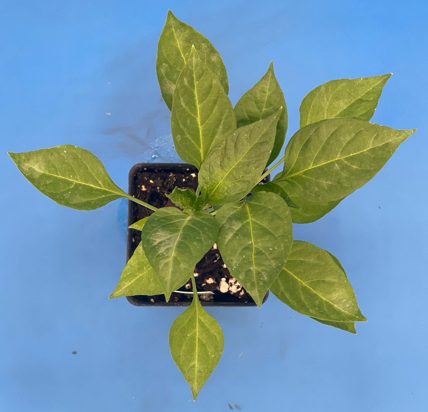 Peter Pepper Live Plant 3" Starter Pot - Capsicum Annuum Var Annuum
