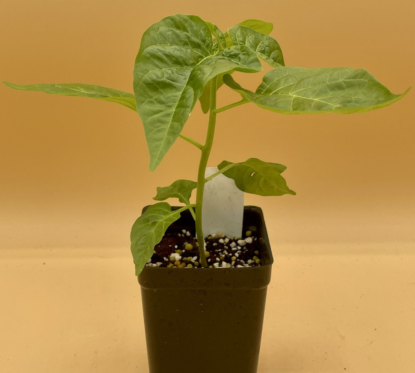 Scotch Bonnett Pepper Live Plant in 3" Starter Pot - Capsicum Chinense