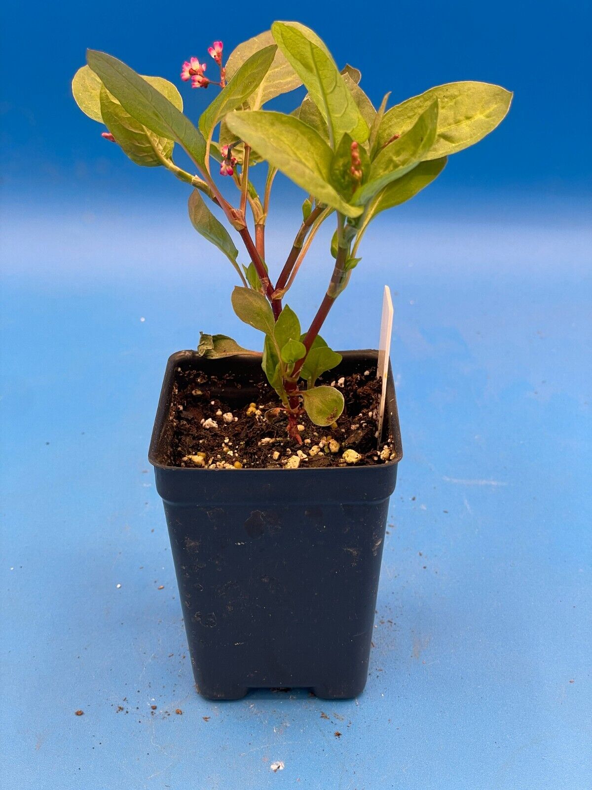 Japanese Pink Indigo Live 3" Starter Plant - Persicaria Tinctoria