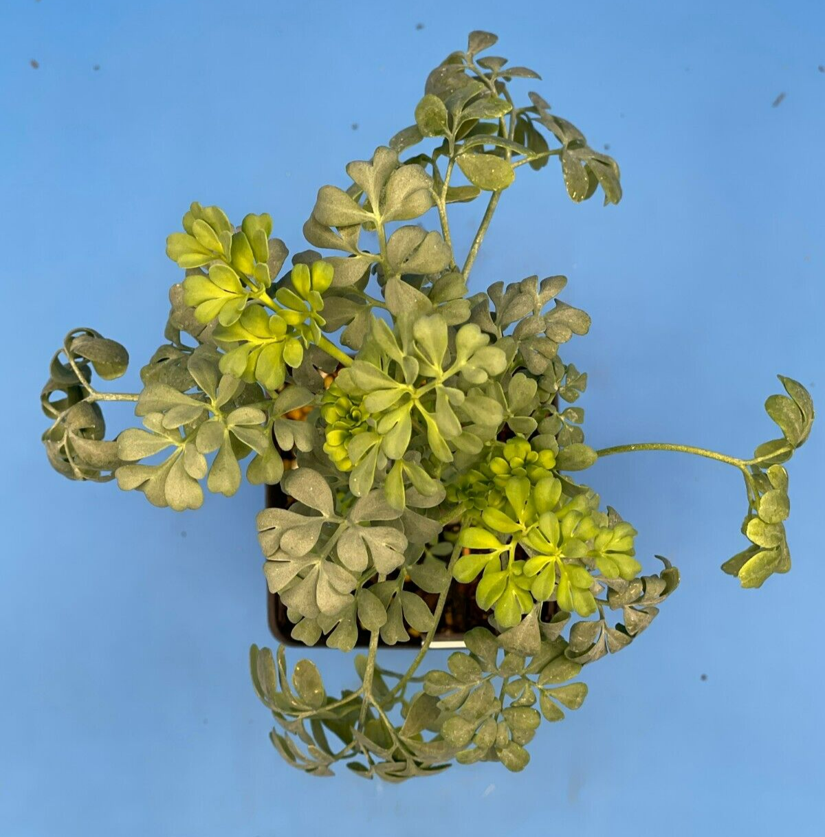 Rue Live Plant 3" Starter Pot - Ruta Graveolens