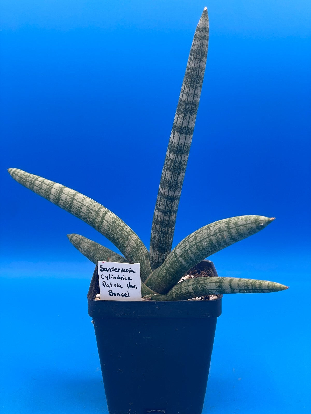 sansevieria cylindrica boncel Sansevieria Cylindrica patula Boncel - Ships in 3.5" Pot