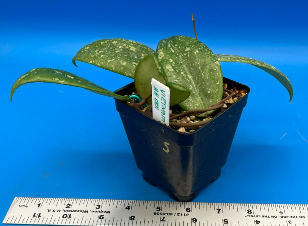 Hoya 'Vietnam AH001' RARE! Exact Plant! Rooted Grown In 3.5" Pot (5)