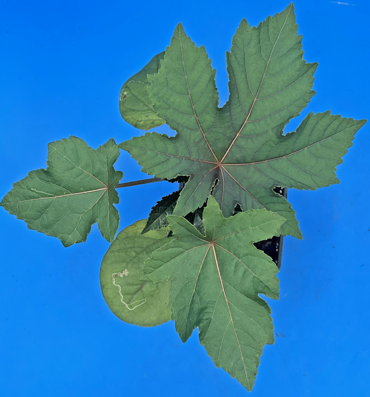 Castor, Zanzibar Red Live Plant 3" Starter Pot - R communis ‘Zanzibarensis’