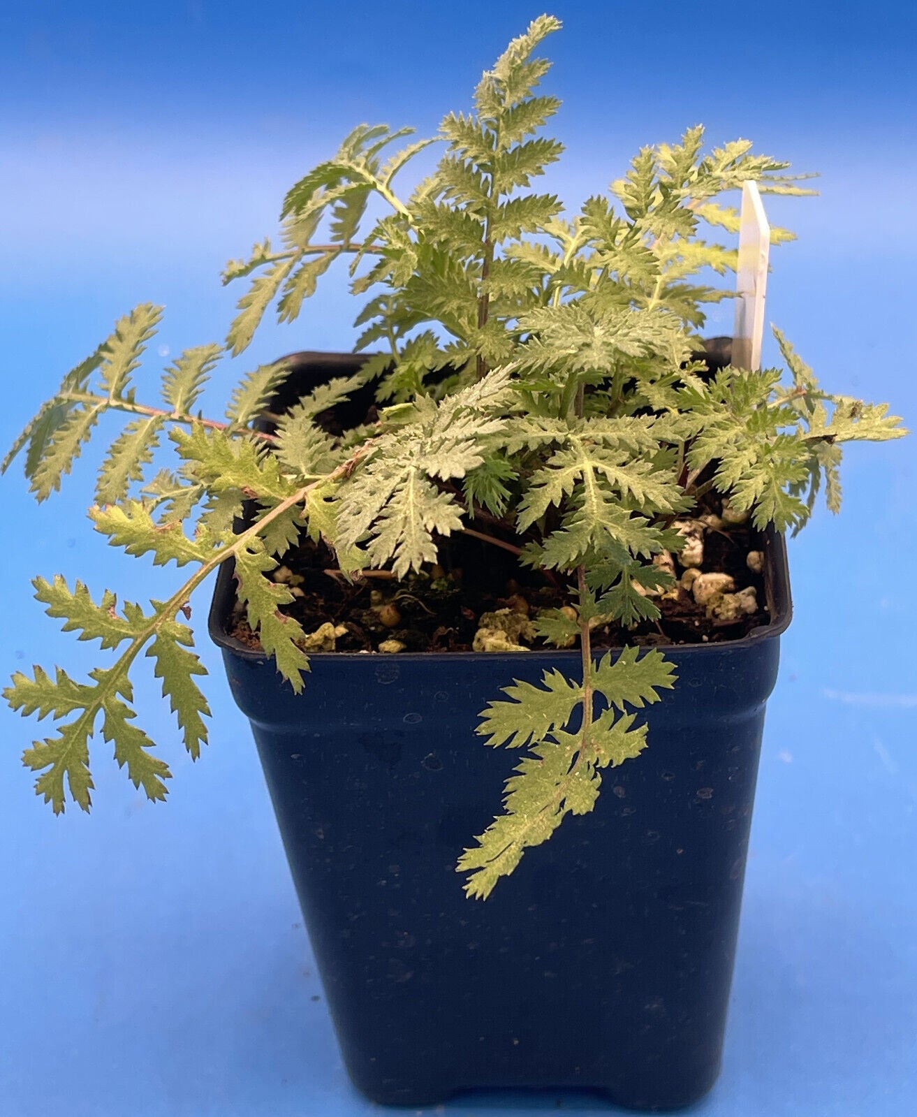Tansy Live Plant 3" Starter Pot - Tanacetum vulgare