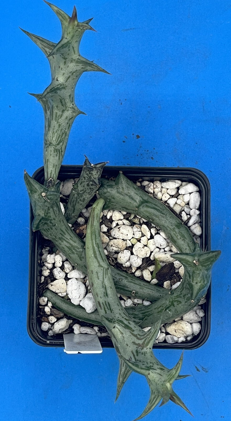 Orbea Schweinfurthii 3.5" Pot WELL ROOTED! Orange Carrion Flower