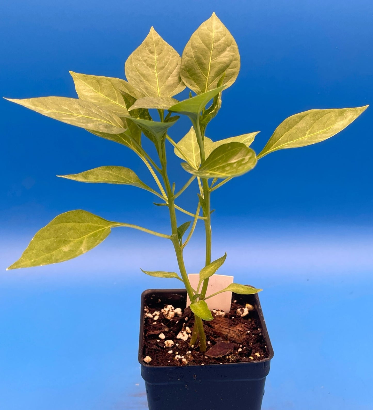 Peter Pepper Live Plant 3" Starter Pot - Capsicum Annuum Var Annuum