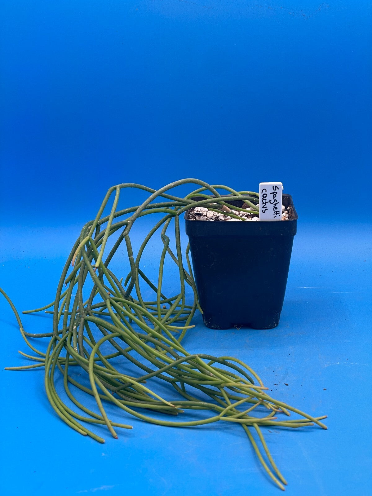 spaghetti plant succulent Rhipsalis baccifera - Spaghetti or Mistletoe Cactus - 3.5" Pot