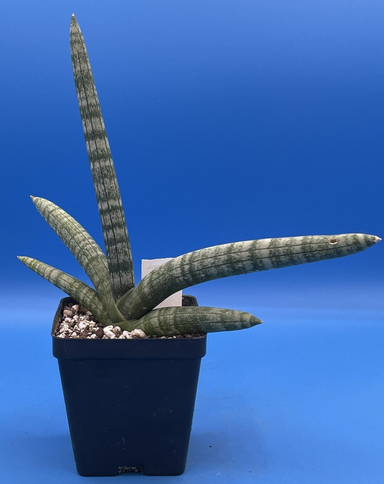 Sansevieria Cylindrica patula Boncel - Ships in 3.5" Pot - Mother in Laws Tongue