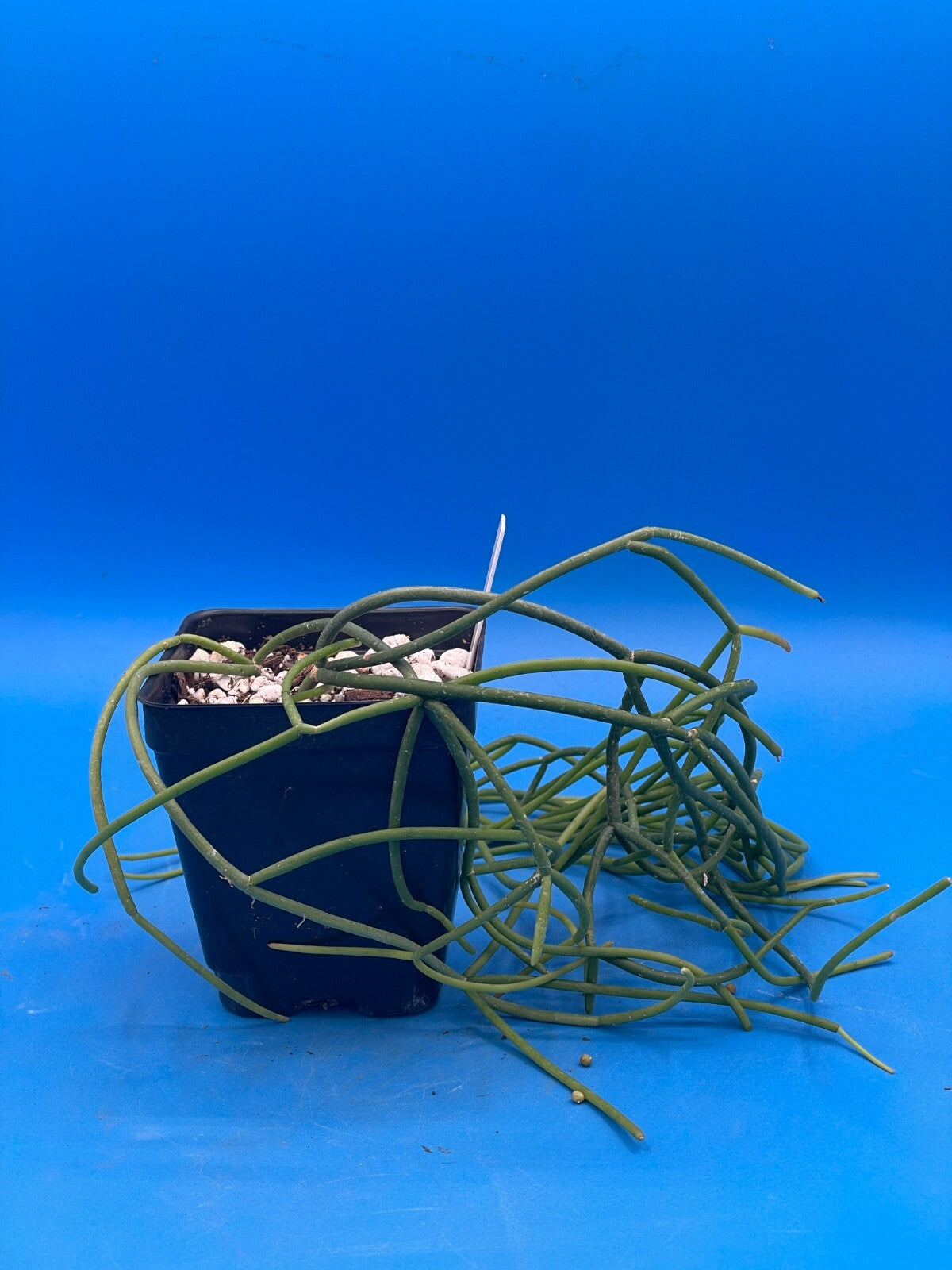 Rhipsalis baccifera - Spaghetti Cactus - 3.5" Pot - Full And Super Healthy