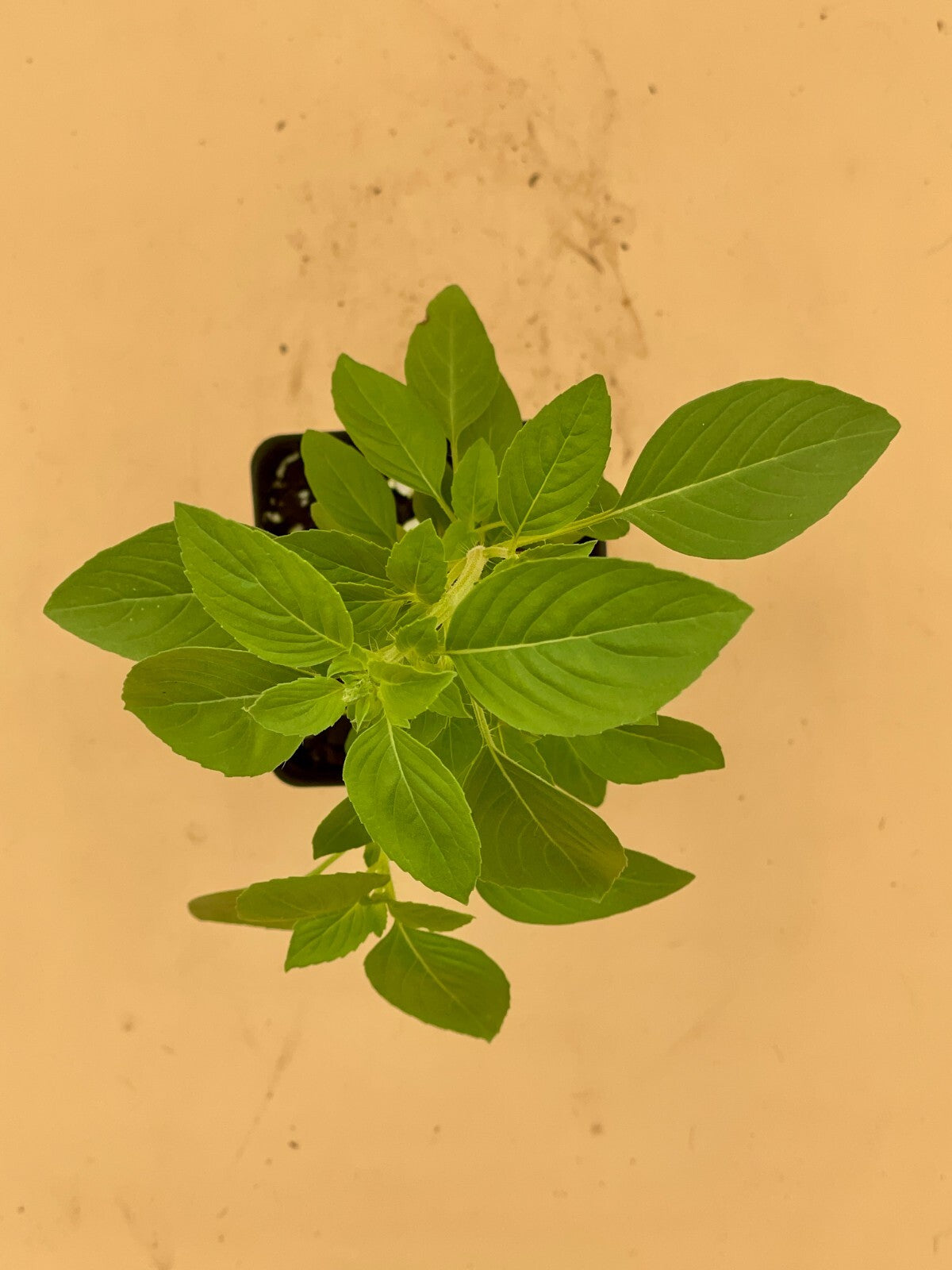 Basil ‘Kivumbasi Lime’ Live Plant 3" Starter Pot - Ocimum canum