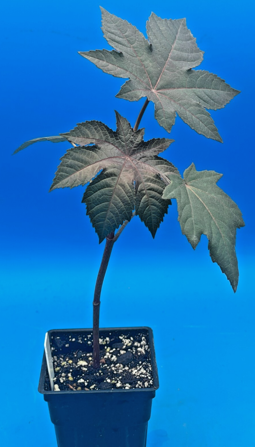 Castor, New Zealand Purple Live Plant 3" Starter Pot - R. communis