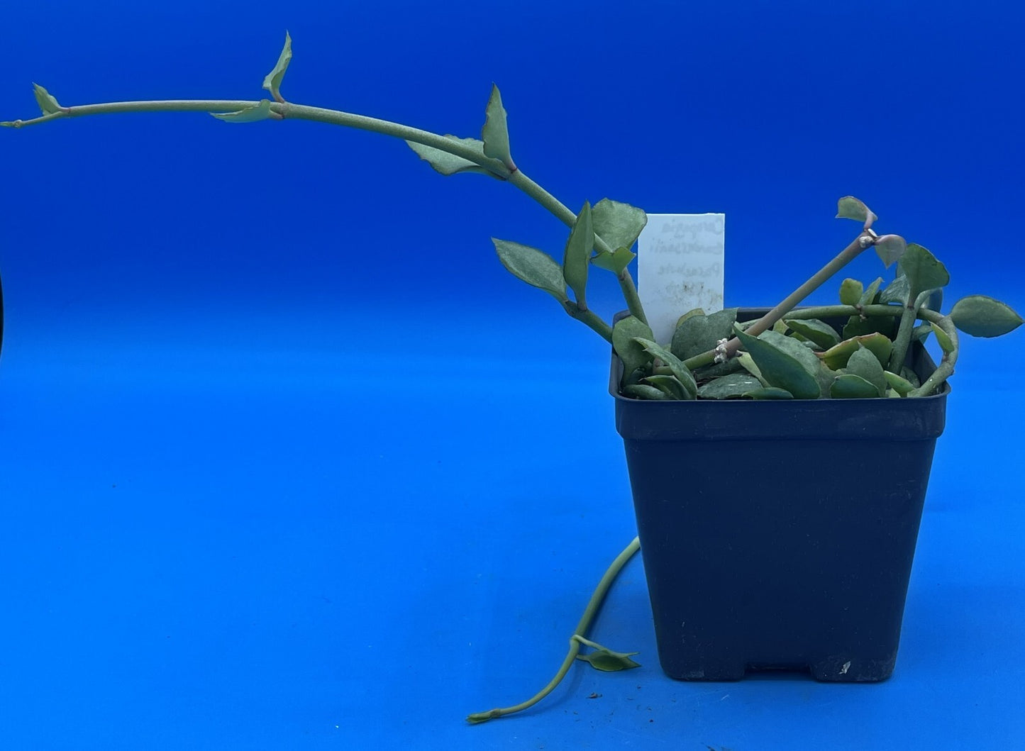 Ceropegia Sandersonii 3.5" Pot - Well Rooted! Parachute Plant