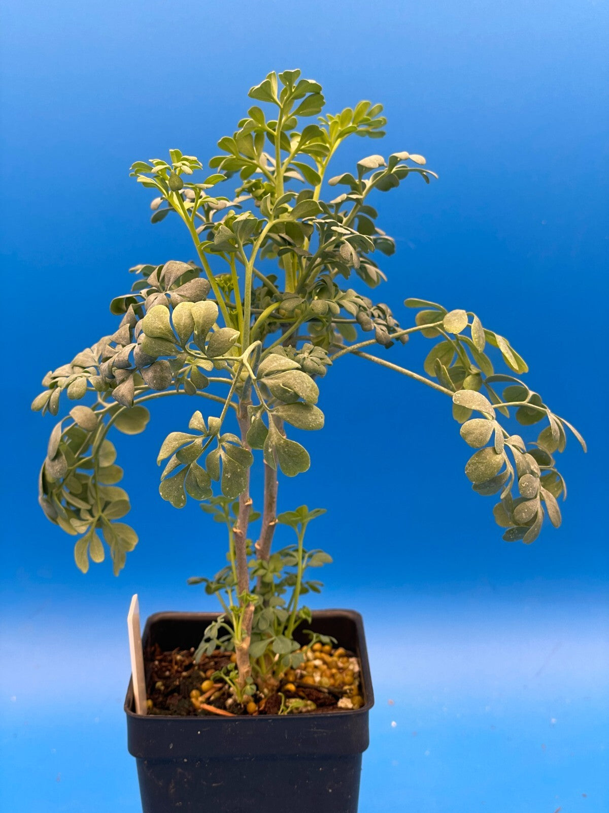 Rue Live Plant 3" Starter Pot - Ruta Graveolens