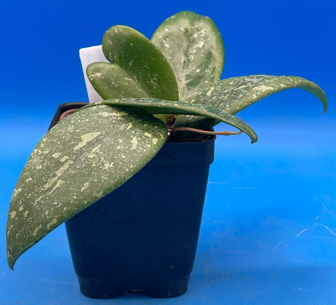 Hoya 'Vietnam AH001' RARE! Exact Plant! Rooted Grown In 3.5" Pot (5)