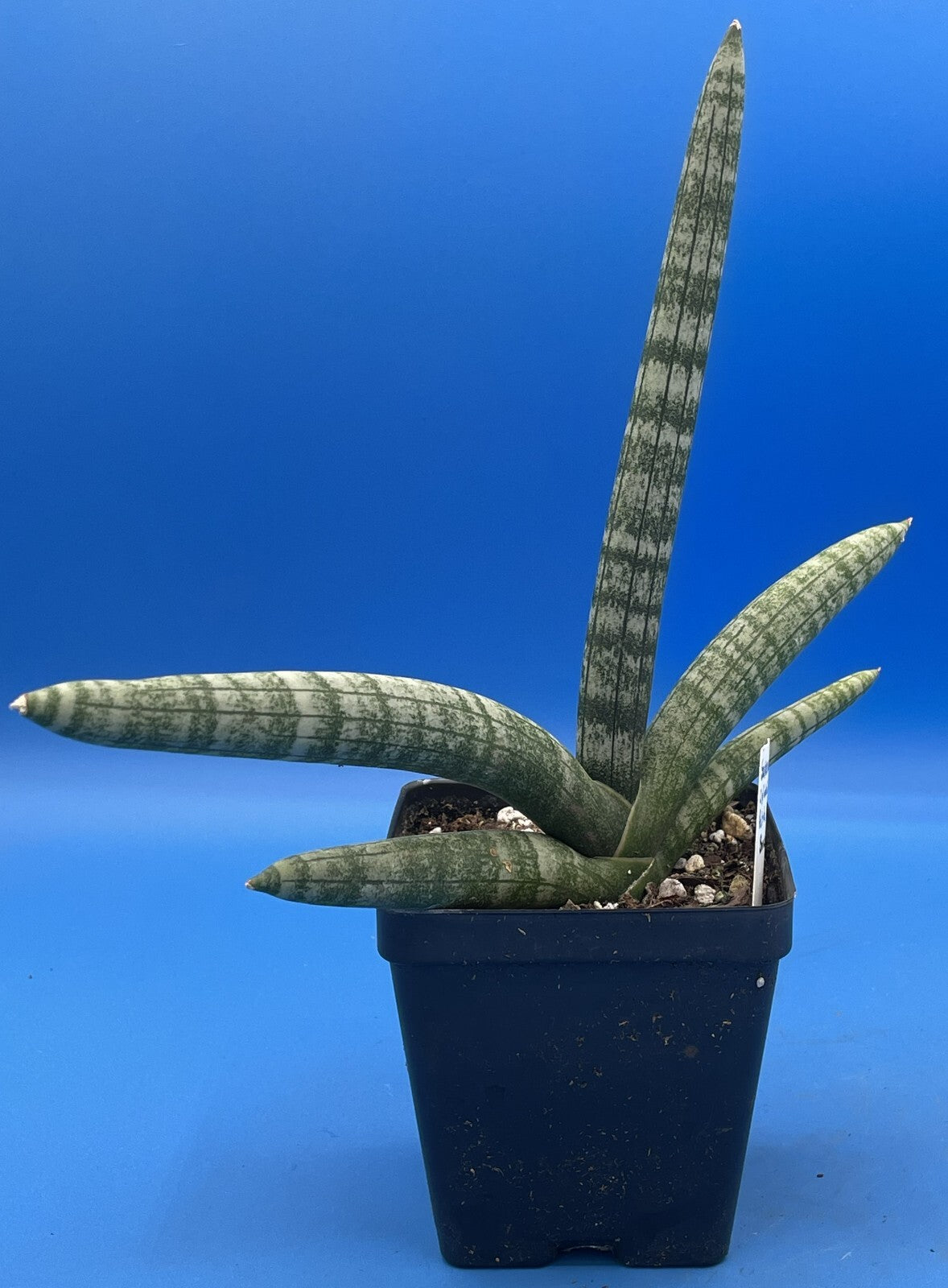 Sansevieria Cylindrica patula Boncel - Ships in 3.5" Pot - Mother in Laws Tongue