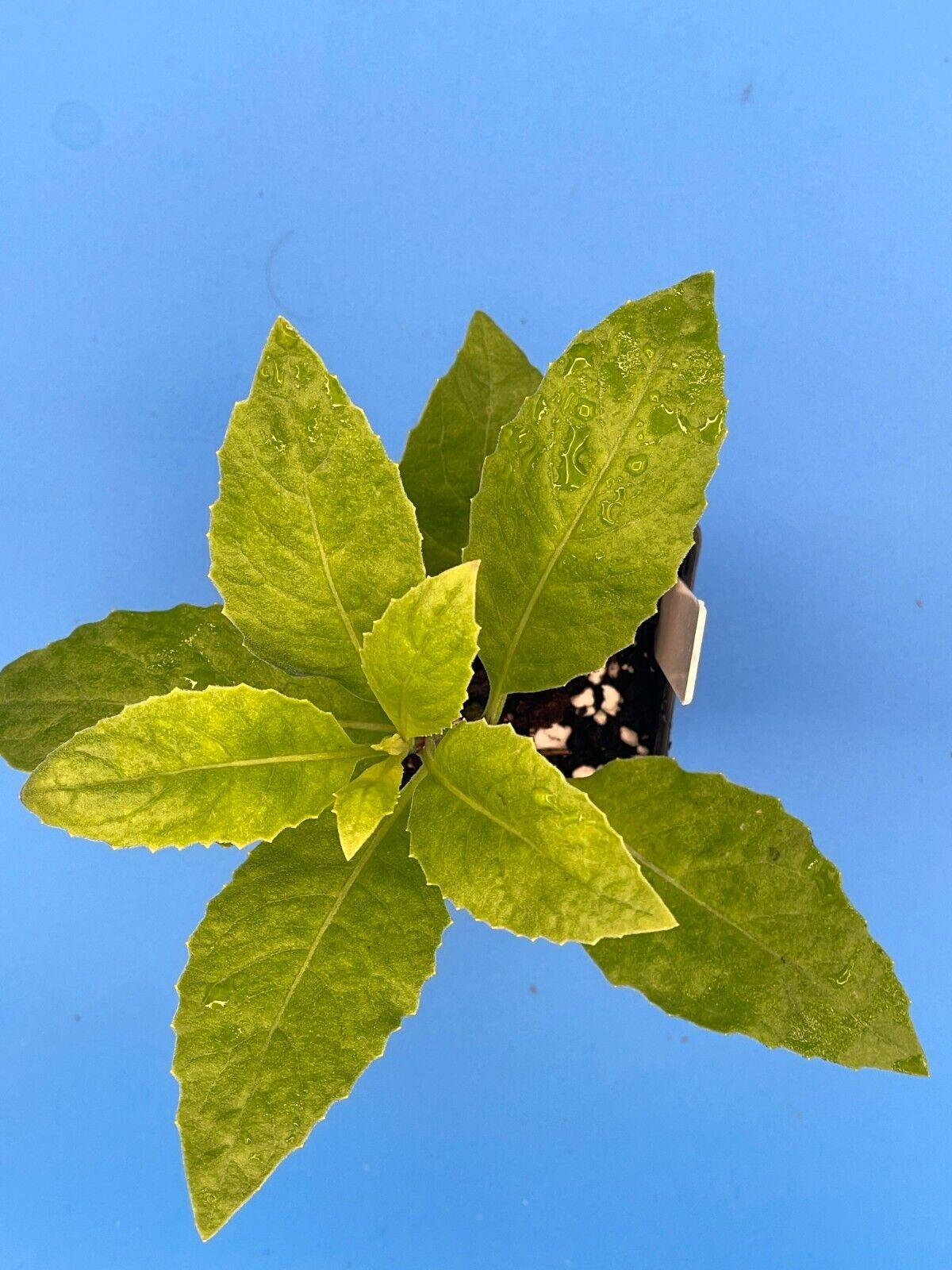 Longevity Spinach Starter Plant Gynura procumbens Heat Tolerant Summer Spinach!