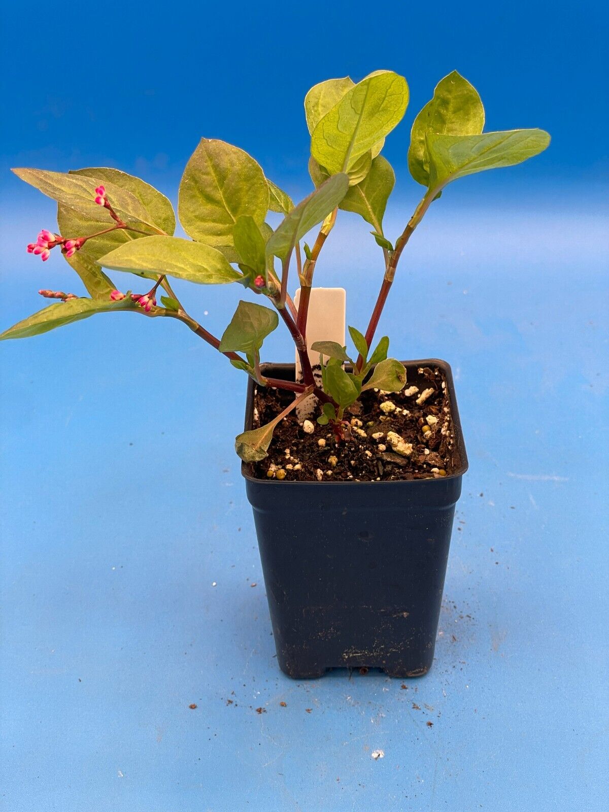 Japanese Pink Indigo Live 3" Starter Plant - Persicaria Tinctoria