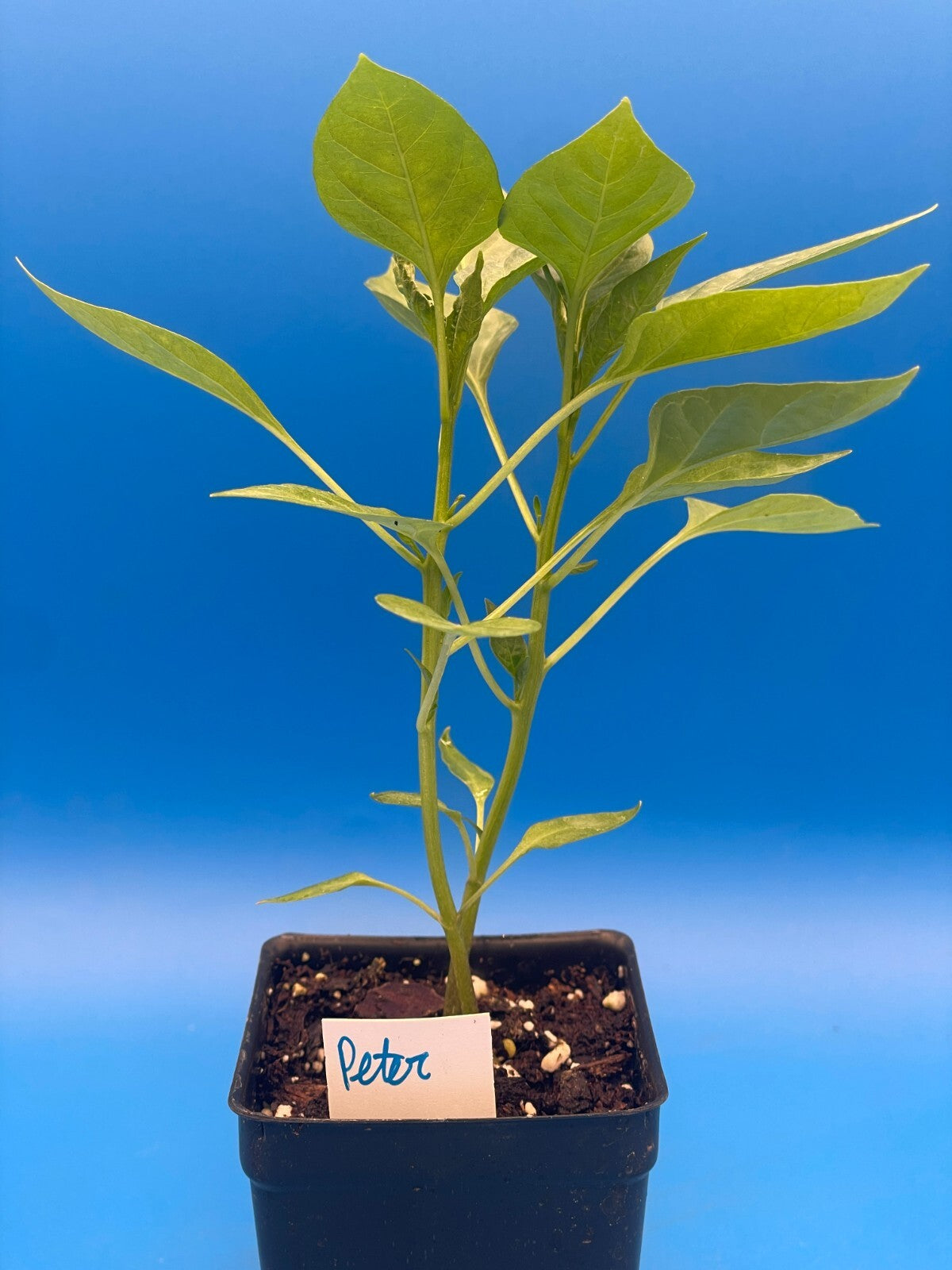 Peter Pepper Live Plant 3" Starter Pot - Capsicum Annuum Var Annuum
