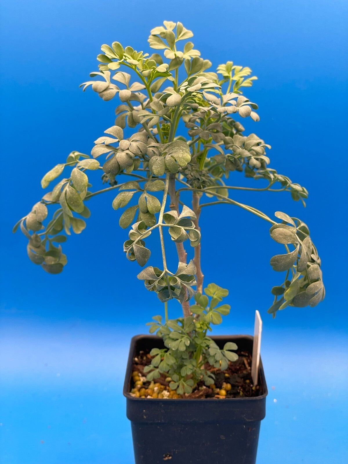Rue Live Plant 3" Starter Pot - Ruta Graveolens