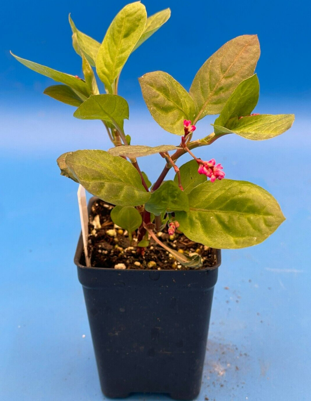 Japanese Pink Indigo Live 3" Starter Plant - Persicaria Tinctoria