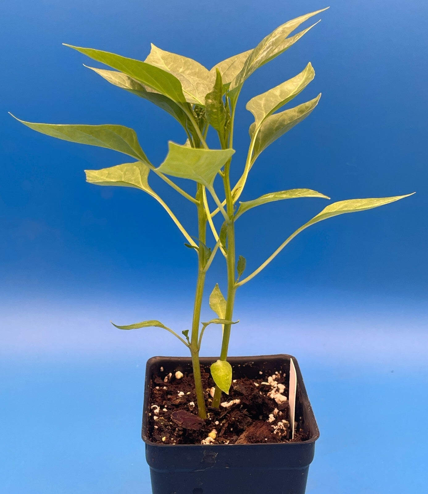 Peter Pepper Live Plant 3" Starter Pot - Capsicum Annuum Var Annuum