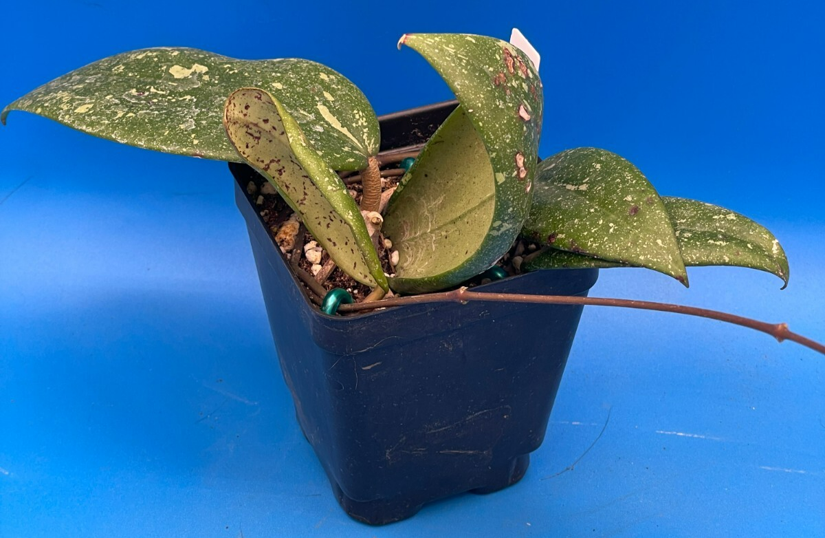 Hoya 'Vietnam AH001' RARE! Exact Plant! Rooted Grown In 3.5" Pot (2)