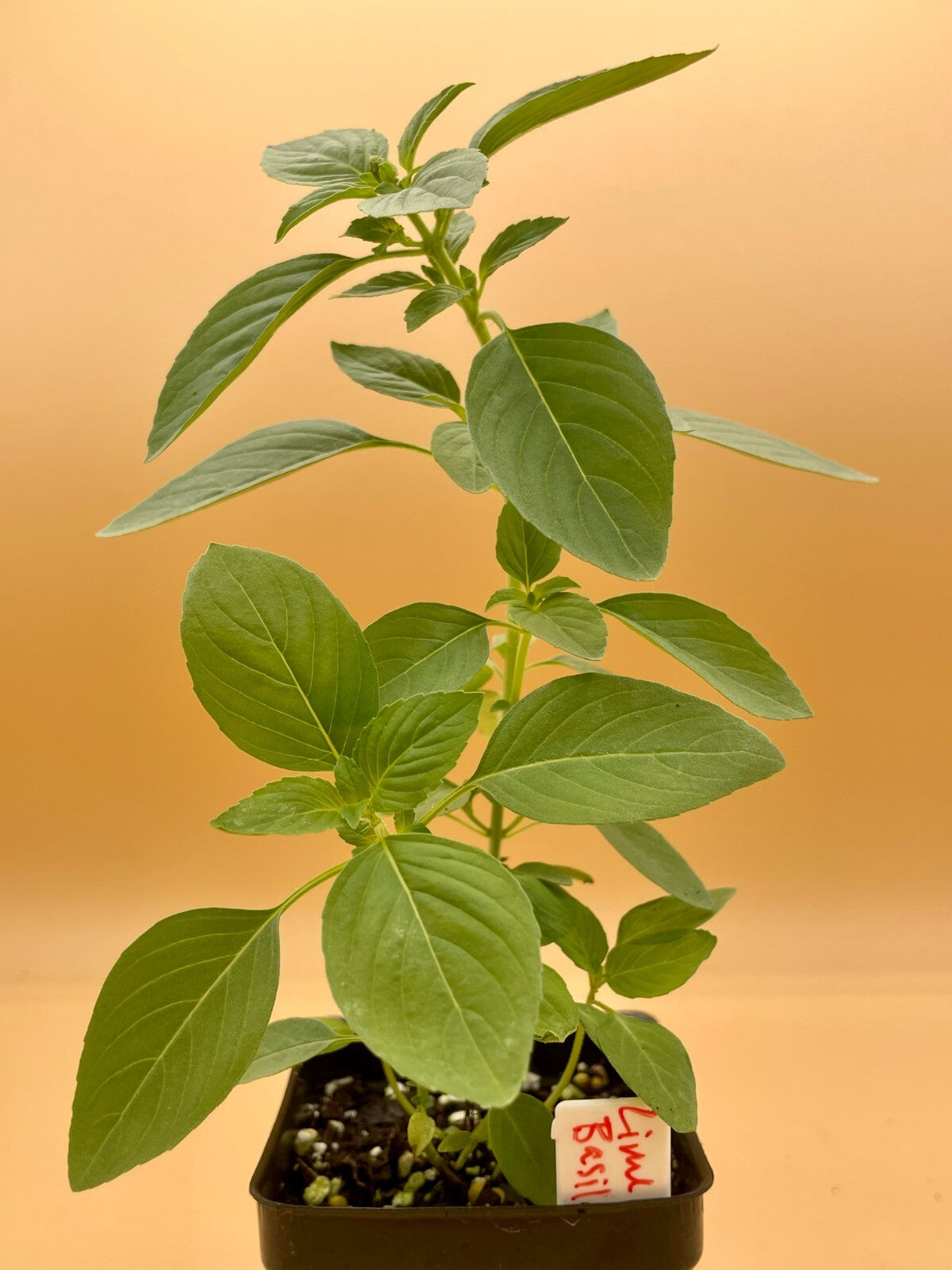 Basil ‘Kivumbasi Lime’ Live Plant 3" Starter Pot - Ocimum canum