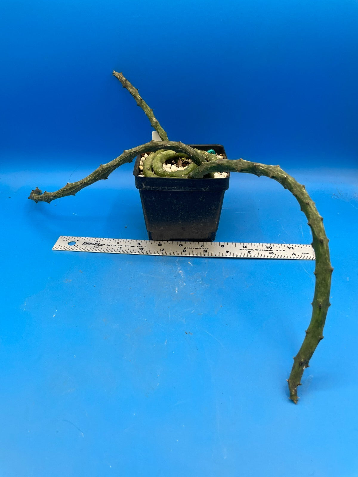 Ceropegia Stapeliformis in 4.5" Pot HUGE! Blooming Size! VERY RARE!