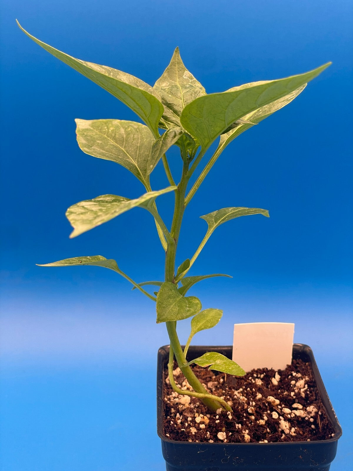 Big Jim Hatch Pepper Live 3" Starter Plant - Capsicum Annuum