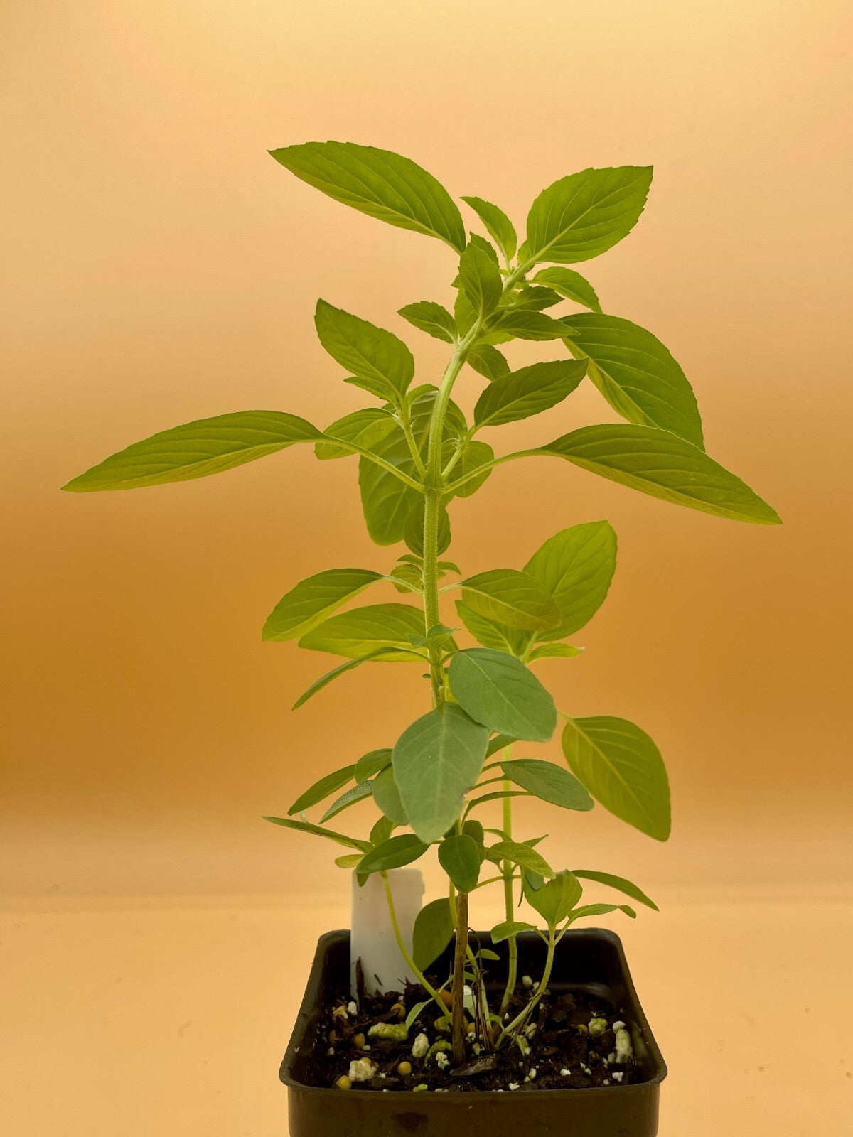 Basil ‘Kivumbasi Lime’ Live Plant 3" Starter Pot - Ocimum canum