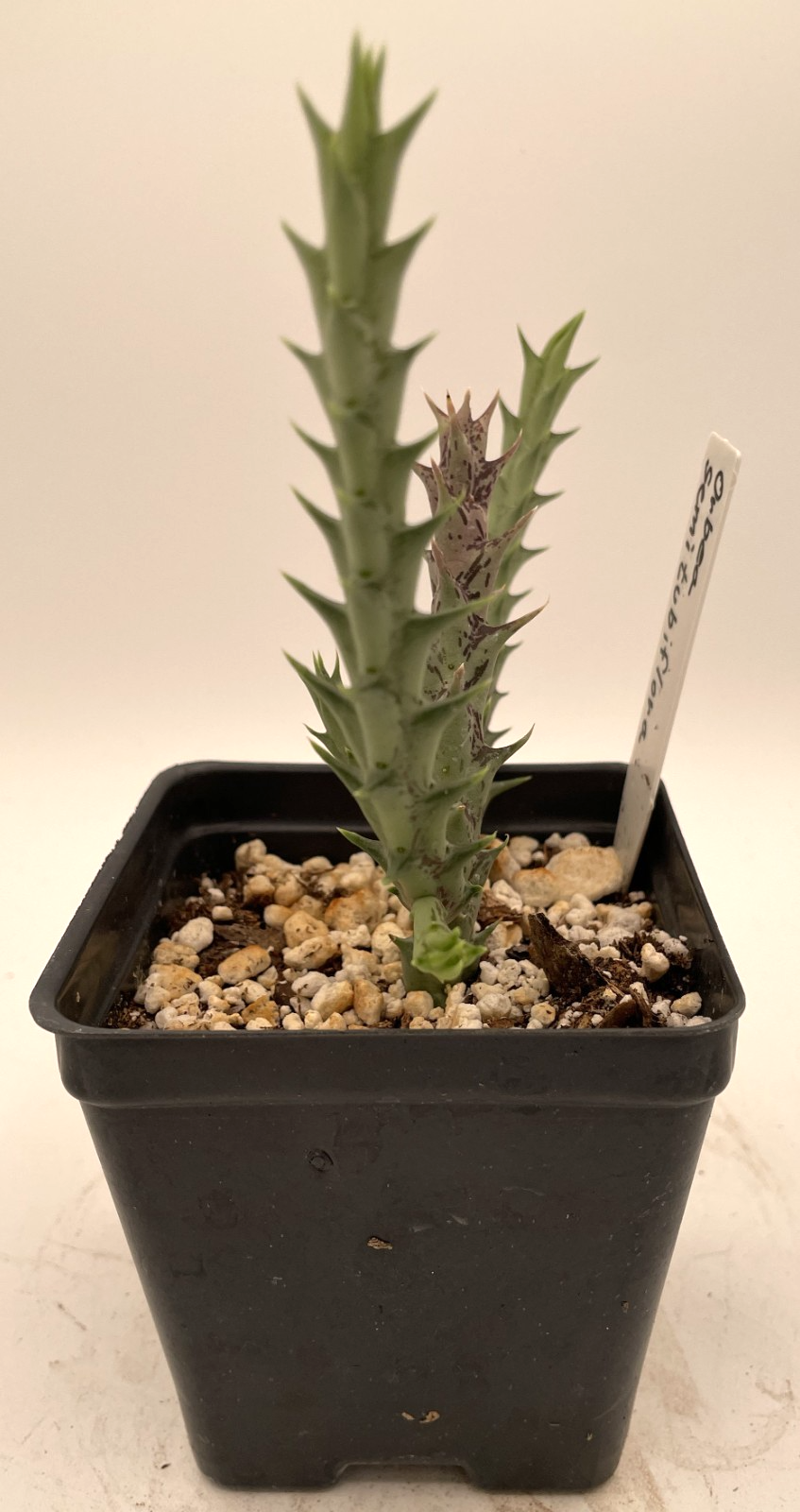 Orbea Semitubiflora 3.5" Potted Plant - Well Rooted - No Ship to Cali or Arizona
