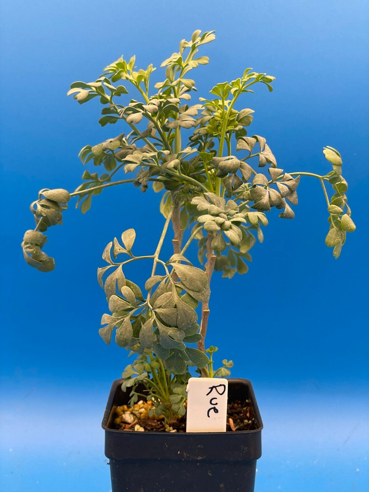 Rue Live Plant 3" Starter Pot - Ruta Graveolens