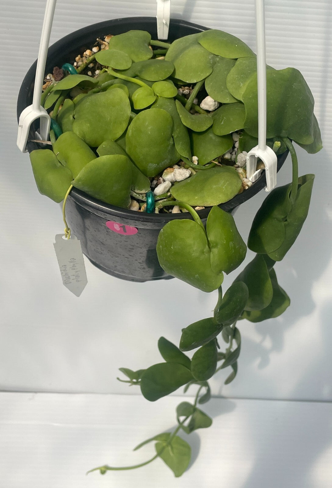 Dischidia Platyphylla - 6” Hanging Basket Pot- Super Healthy!! (1)