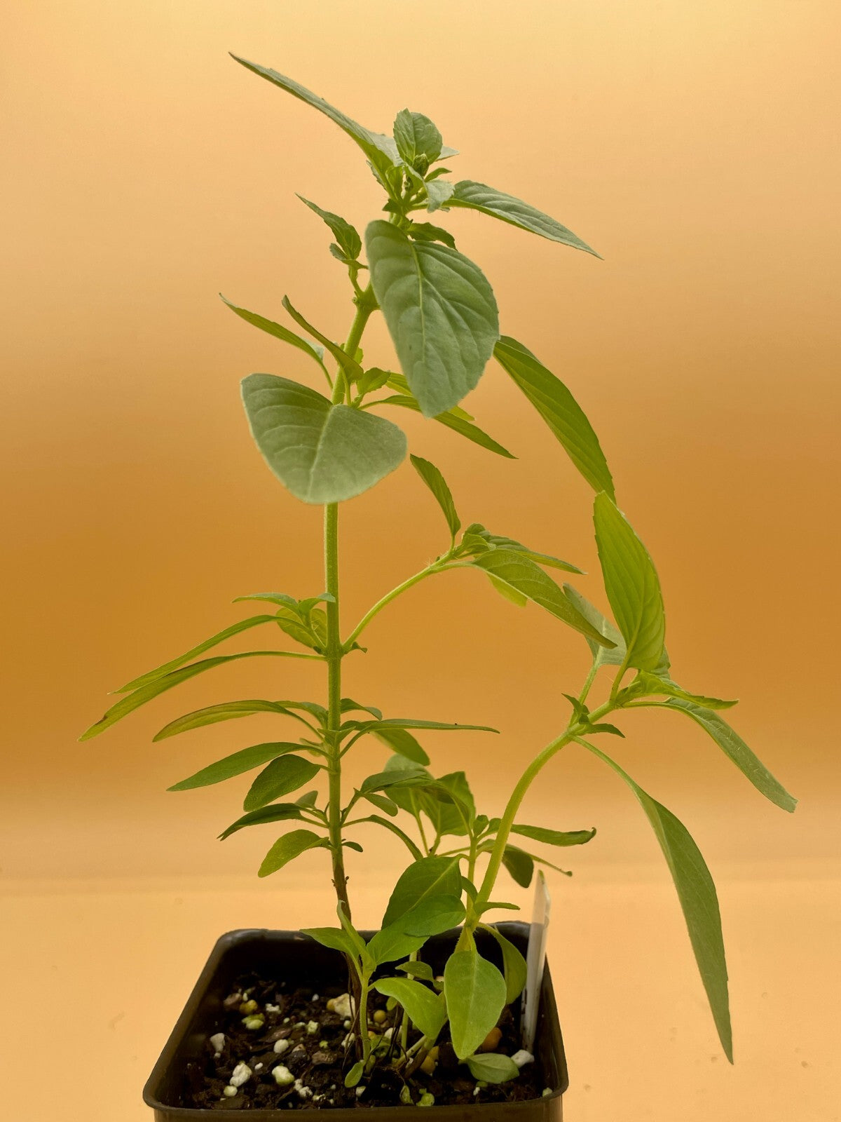 Basil ‘Kivumbasi Lime’ Live Plant 3" Starter Pot - Ocimum canum