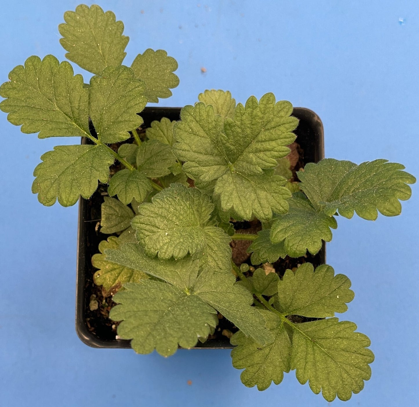 Agrimony Live Plant 3" Starter Pot - Agrimonia eupatoria