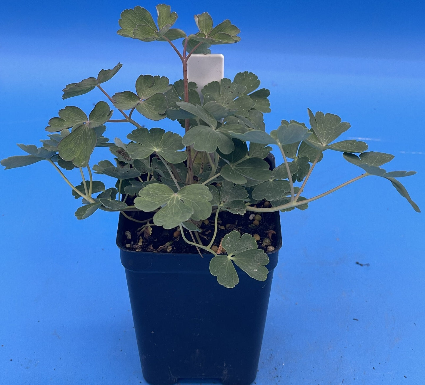 Eastern Red Columbine Live Plant 3" Starter Pot - Aquilegia Canadensis