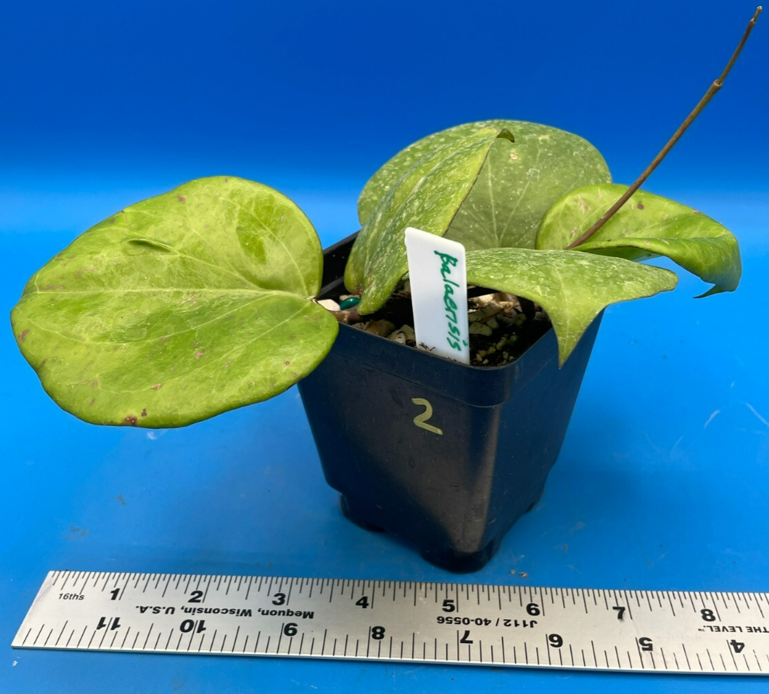Hoya Balaensis Fully Rooted Rare Hoyas - XL Super Healthy! Grown In 3.5" pot (2)