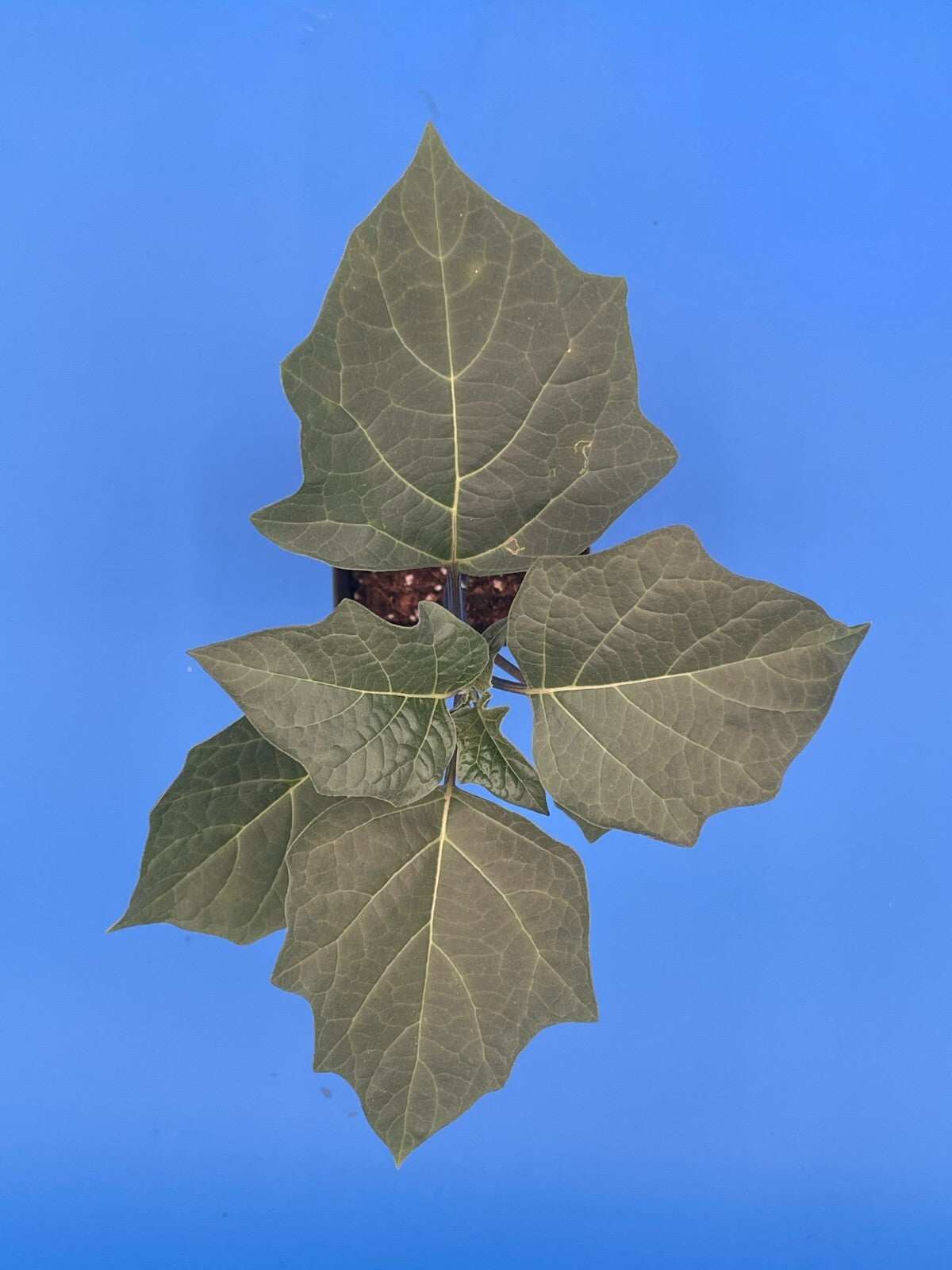 Devil’s Trumpet Live Plant 3" Starter Pot - Datura Metel