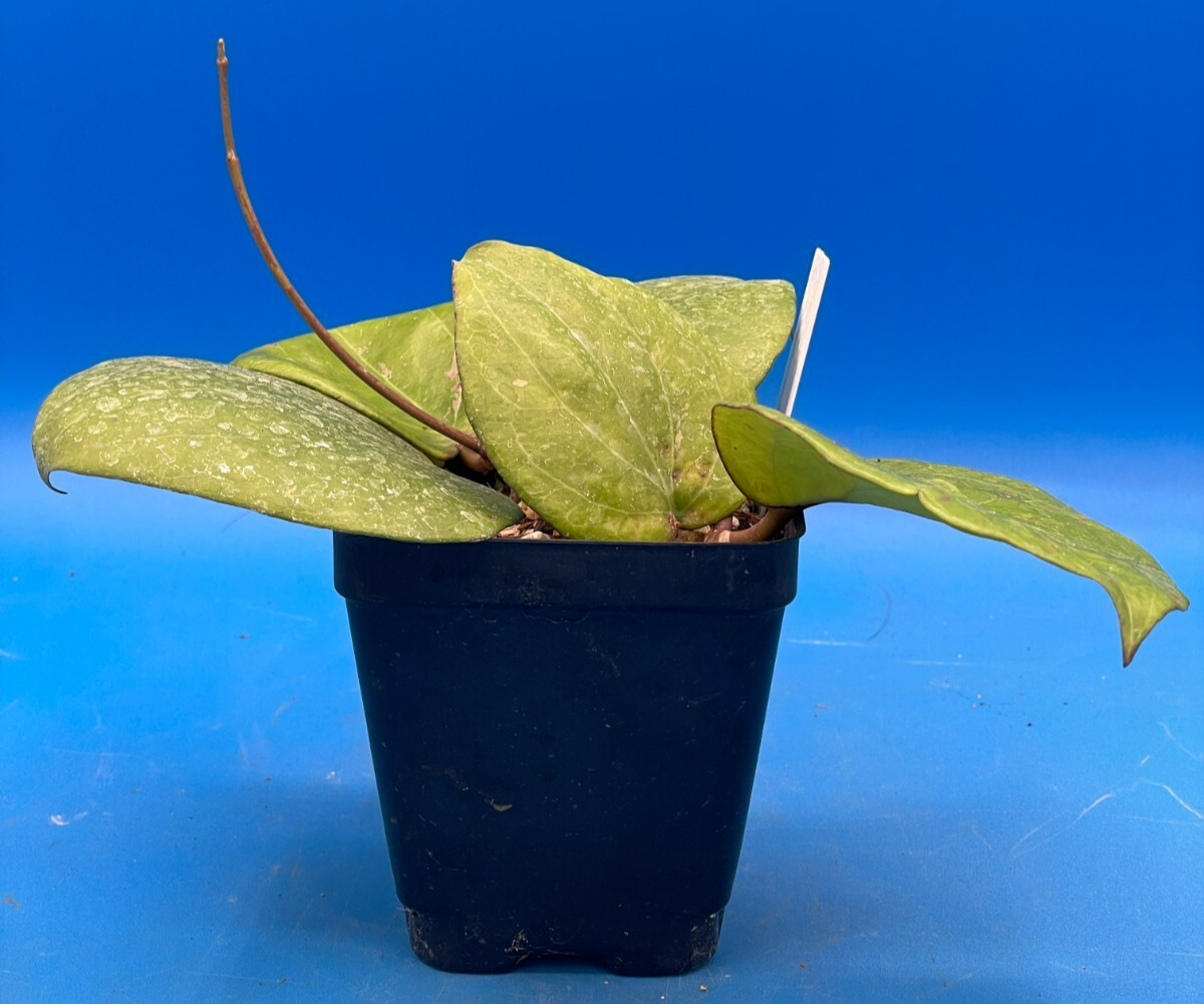 Hoya Balaensis Fully Rooted Rare Hoyas - XL Super Healthy! Grown In 3.5" pot (2)