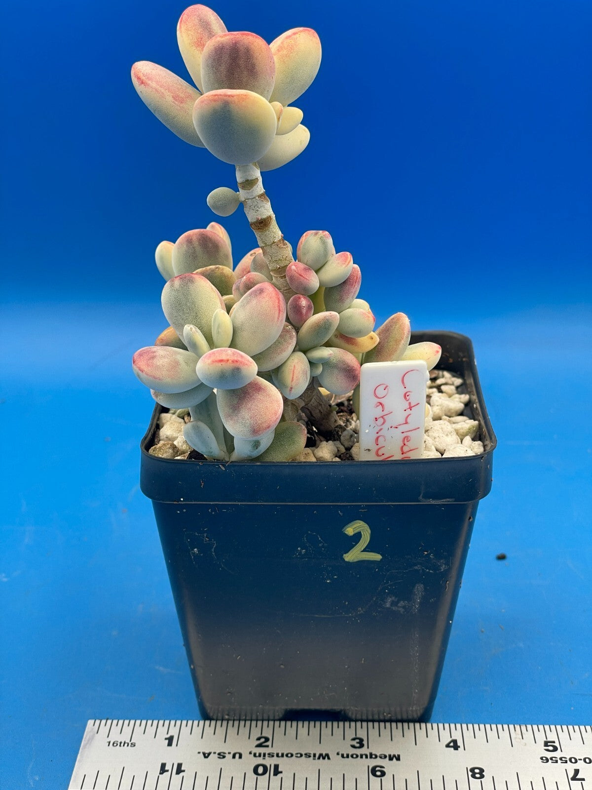 Cotyledon Orbiculata Var Oophylla f. Variegata! EXACT PLANT! Rare! 3.5" Pot (2)