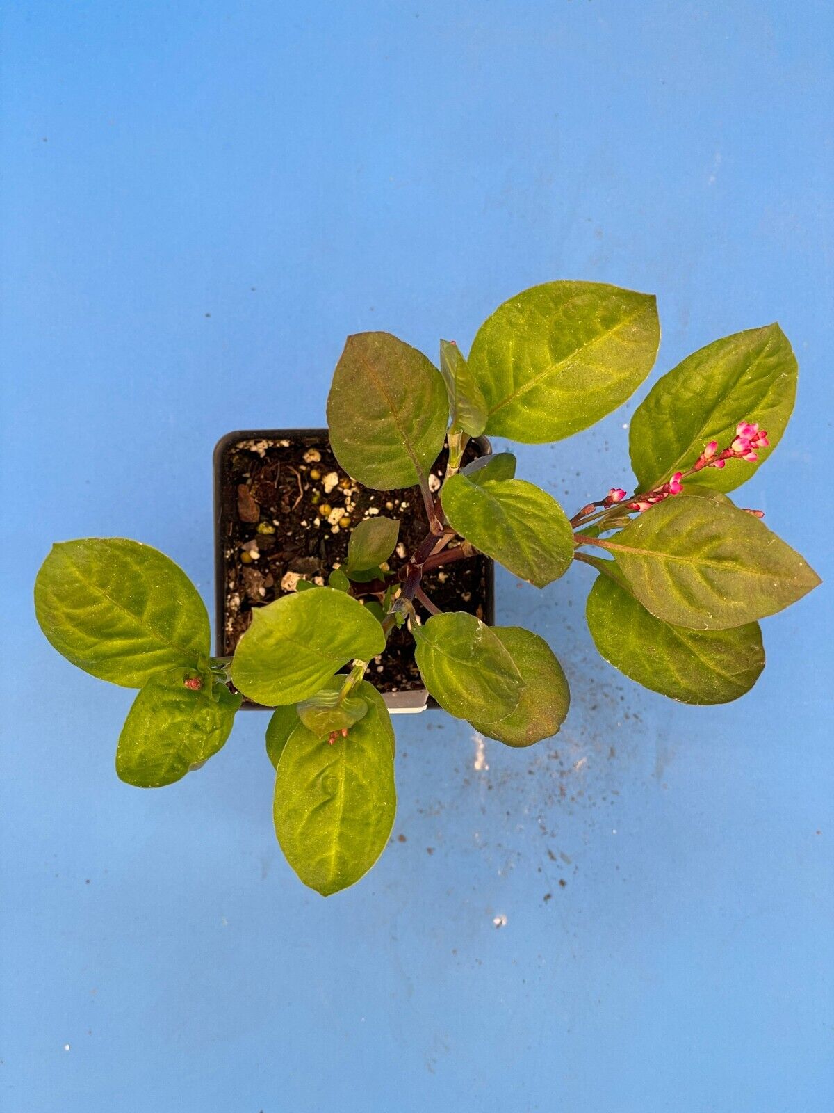 Japanese Pink Indigo Live 3" Starter Plant - Persicaria Tinctoria