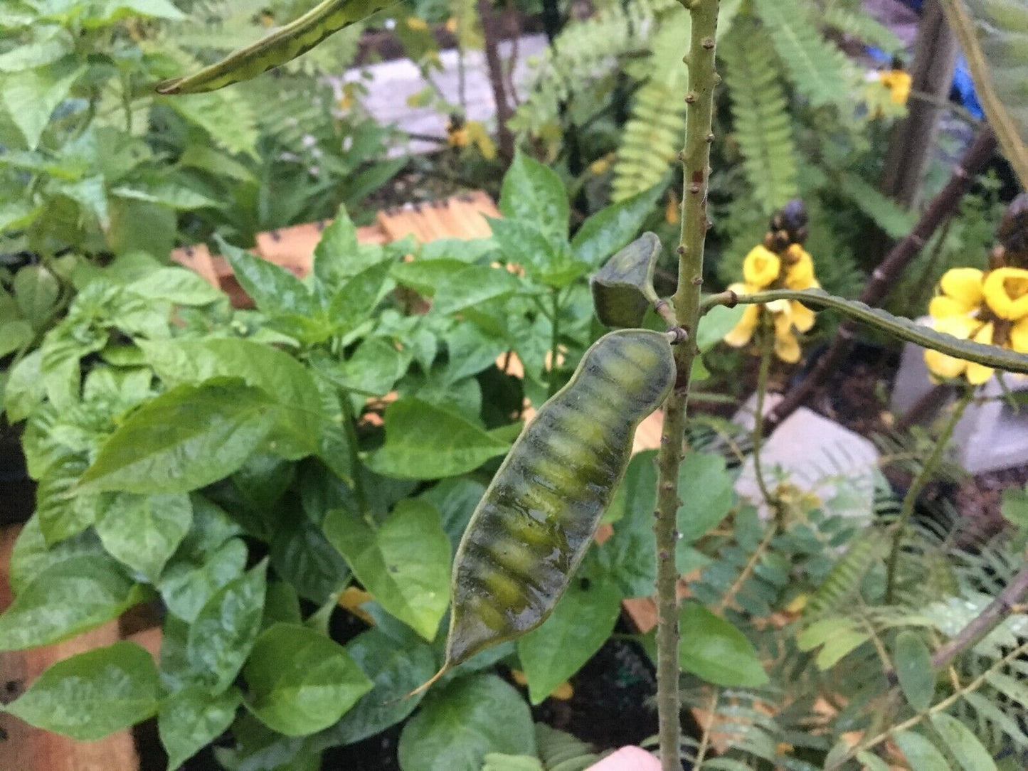 Popcorn Cassia Starter Plant - Senna didymobotrya - Amazing Blooms!